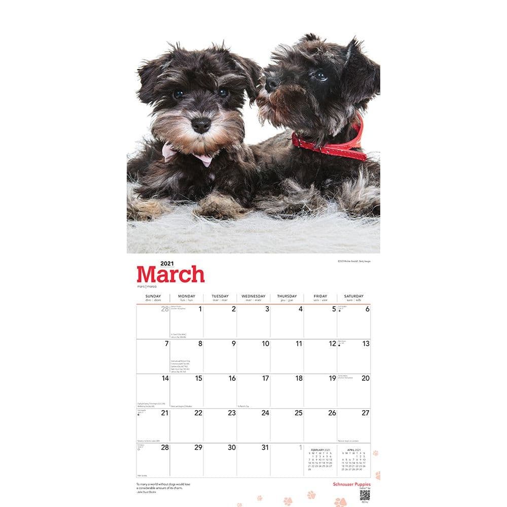 Schnauzer Puppies Wall Calendar - Calendars.com