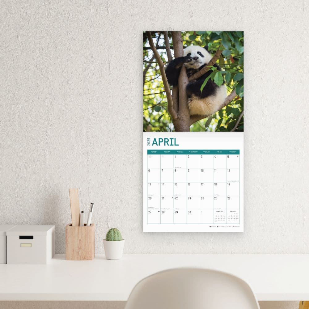 Baby Pandas 2025 Wall Calendar - Calendars.com