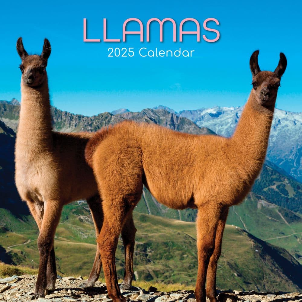 Llamas 2025 Wall Calendar Main Product Image width=&quot;1000&quot; height=&quot;1000&quot;
