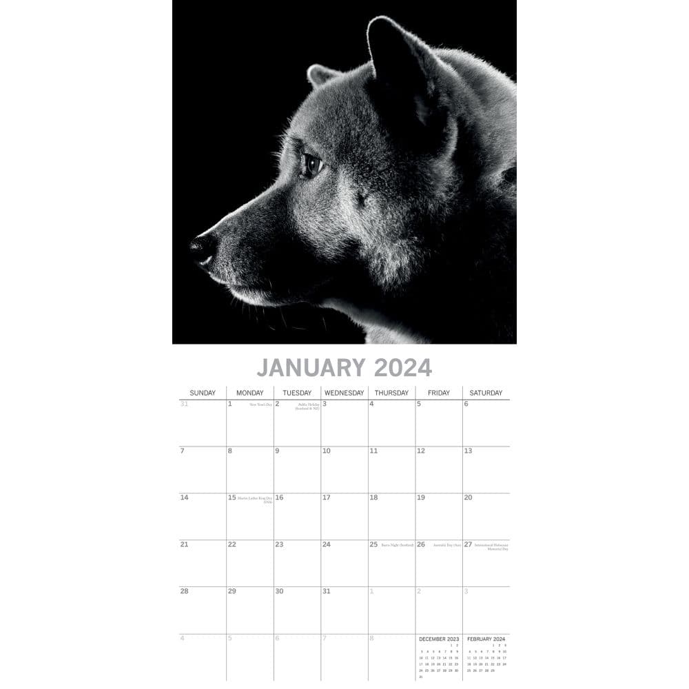 Dog Portraits 2024 Wall Calendar Calendars Com   68b8142e E8a8 4bd8 Ab4b 99ebd1d92fbd