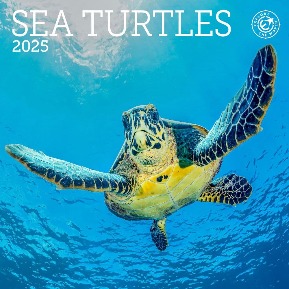 Sea Turtles 2025 Mini Wall Calendar_Main Image