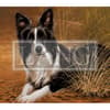 image Love Of Dogs 2024 Desktop Wallpaper