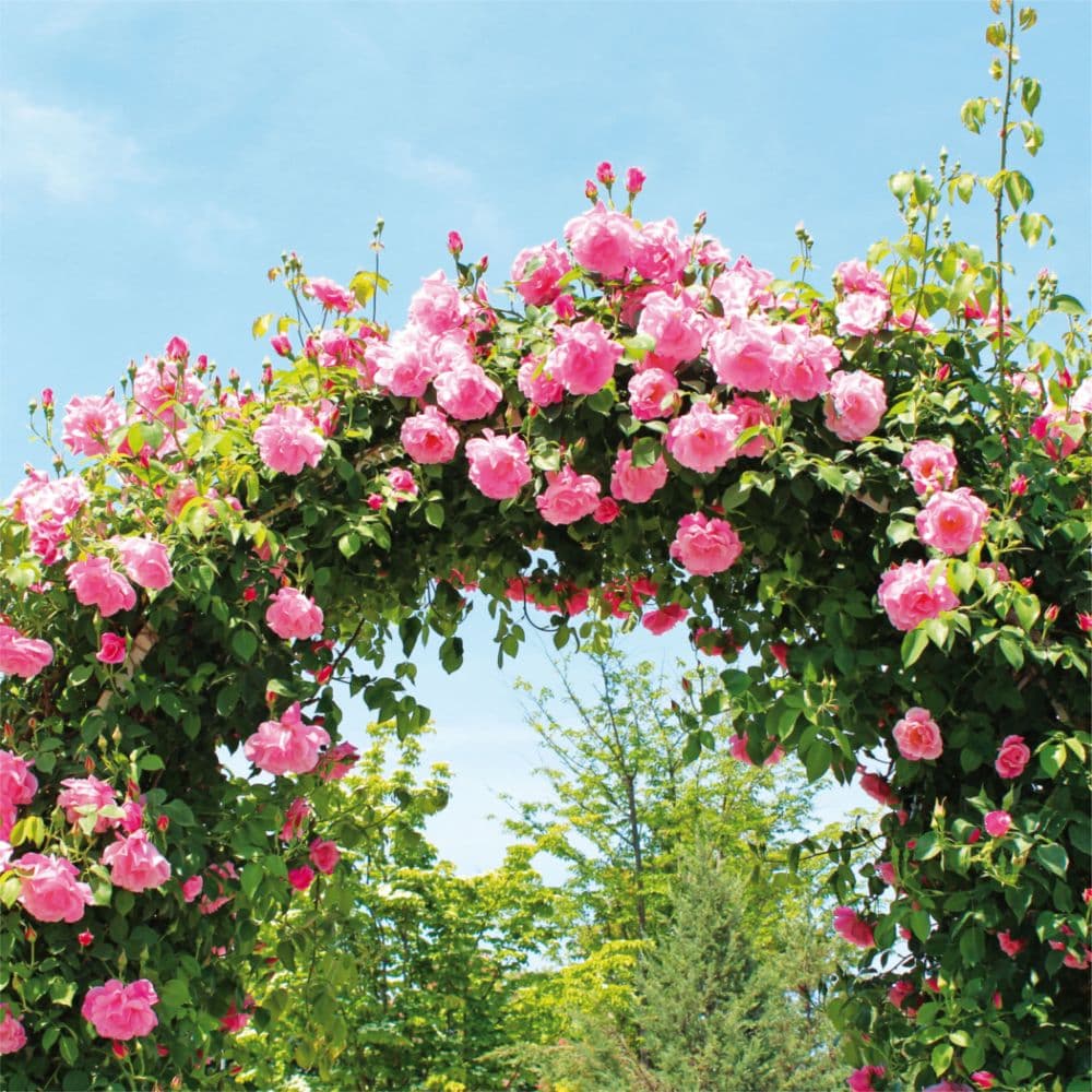 roses-tushita-2023-small-wall-calendar-calendars