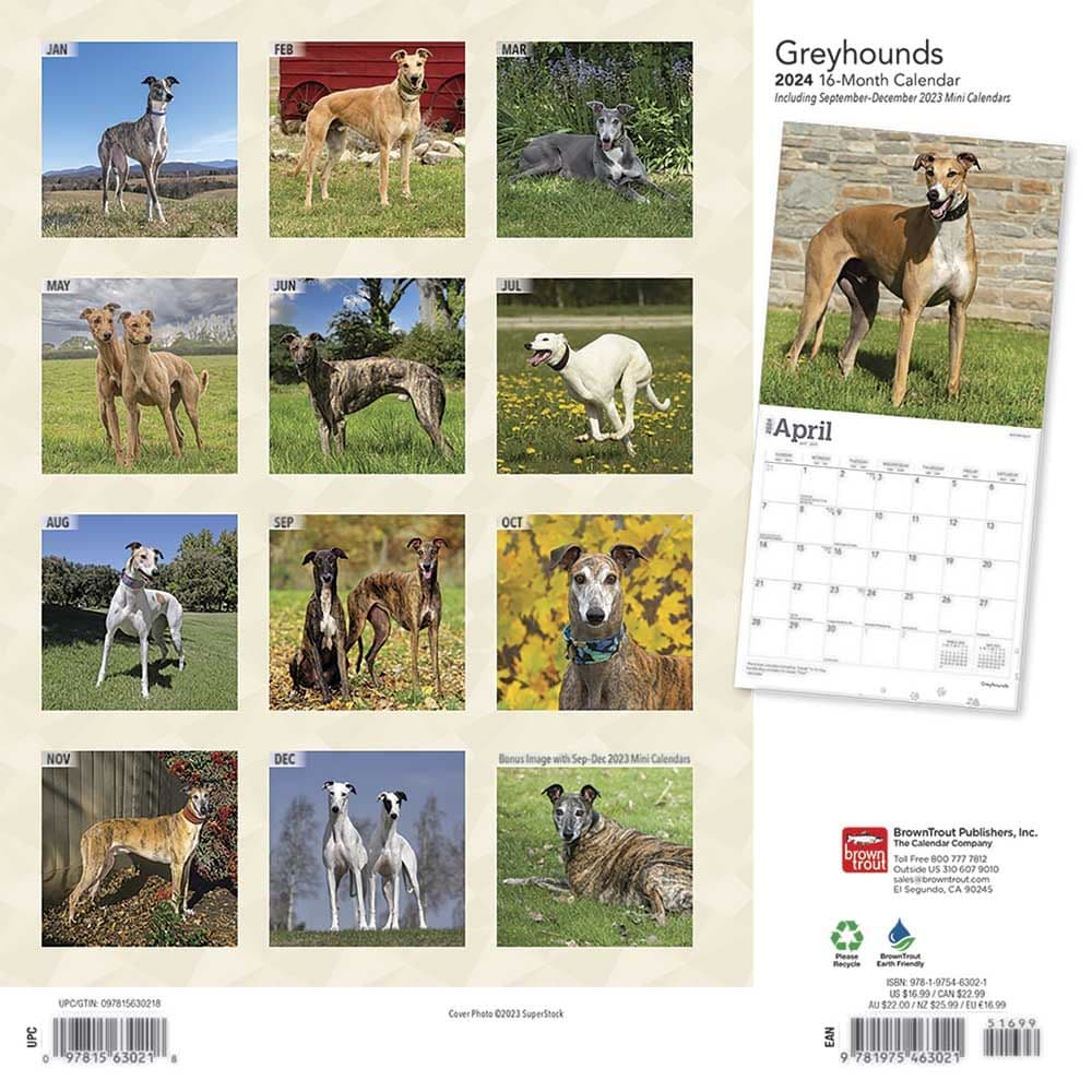 Greyhounds 2024 Wall Calendar