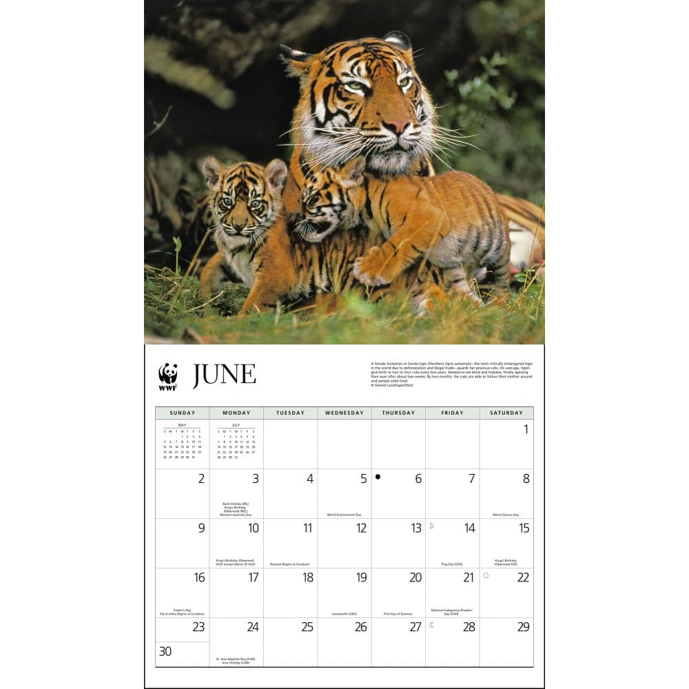 Tigers WWF 2024 Wall Calendar