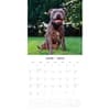 image Staffordshire Bull Terriers 2025 Wall Calendar Alt2