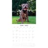 image Staffordshire Bull Terriers 2025 Wall Calendar Alt2