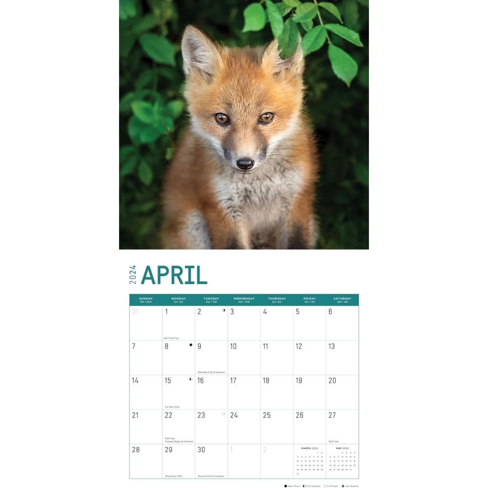 Baby Foxes 2024 Wall Calendar Second Alternate Image width=&quot;1000&quot; height=&quot;1000&quot;