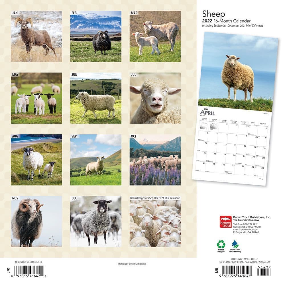 Sheep 2022 Wall Calendar - Calendars.com