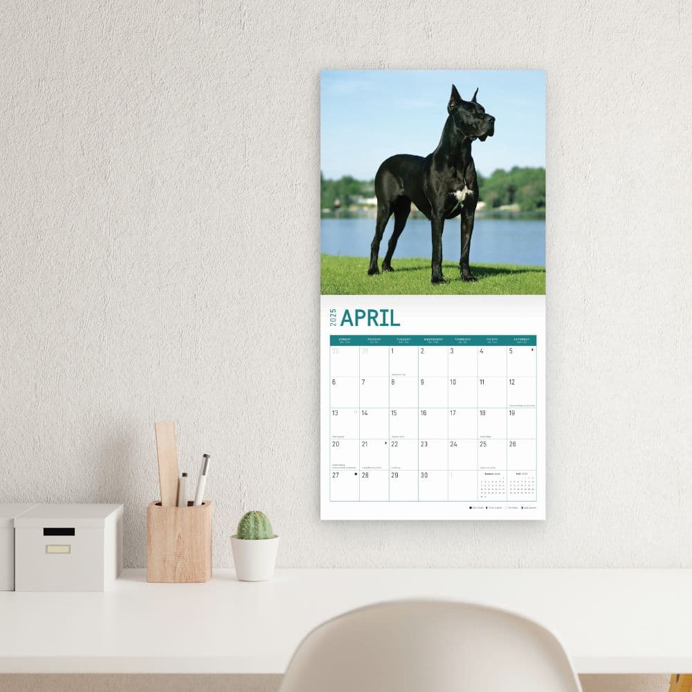 Great Danes 2025 Wall Calendar Fifth Alternate Image