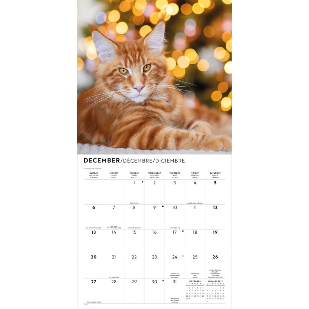 Ginger Cats 2026 Wall Calendar Fourth Alternate Image