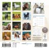 image Horses Special Value 2026 Mini Wall Calendar First Alternate Image