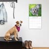 image Dogs in the Wind 2024 Wall Calendar Fourth Alternate Image width=&quot;1000&quot; height=&quot;1000&quot;