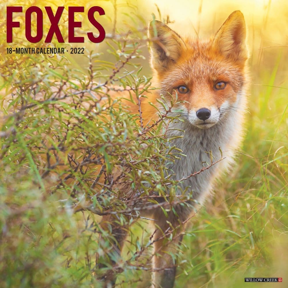 Fox Christmas Schedule 2022 Foxes 2022 Wall Calendar - Calendars.com