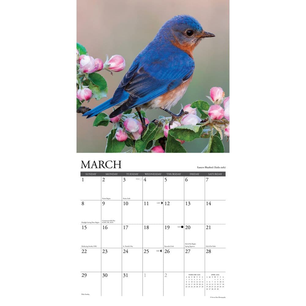 Birds Backyard 2026 Wall Calendar Second Alternate Image