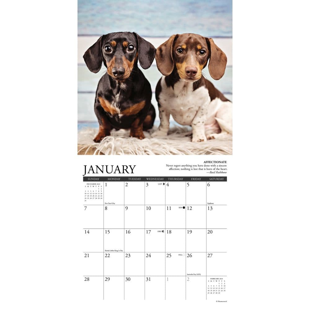 Dachshund Rules 2024 Mini Wall Calendar