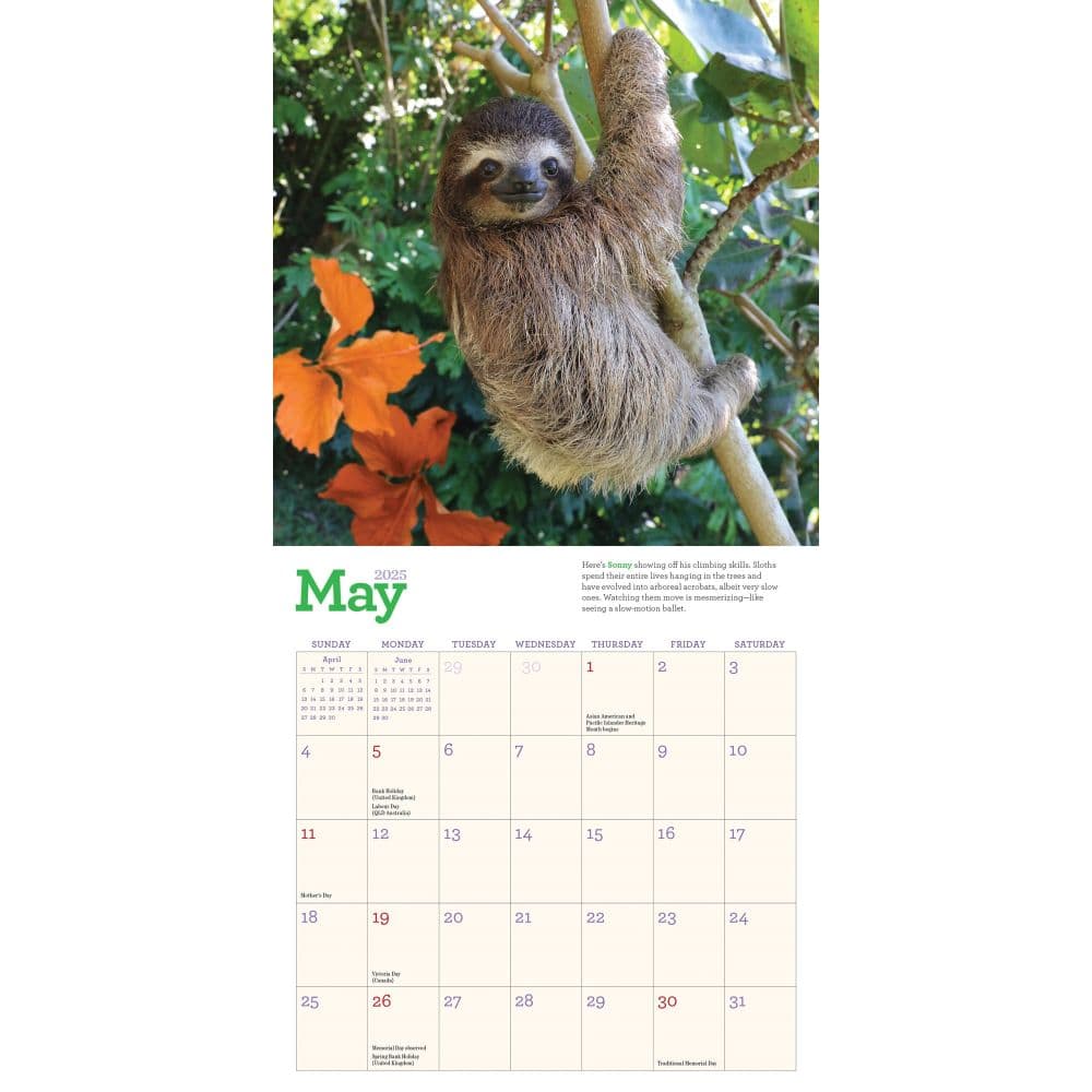 Sloths 2025 Mini Wall Calendar Second Alternate Image width="1000" height="1000"