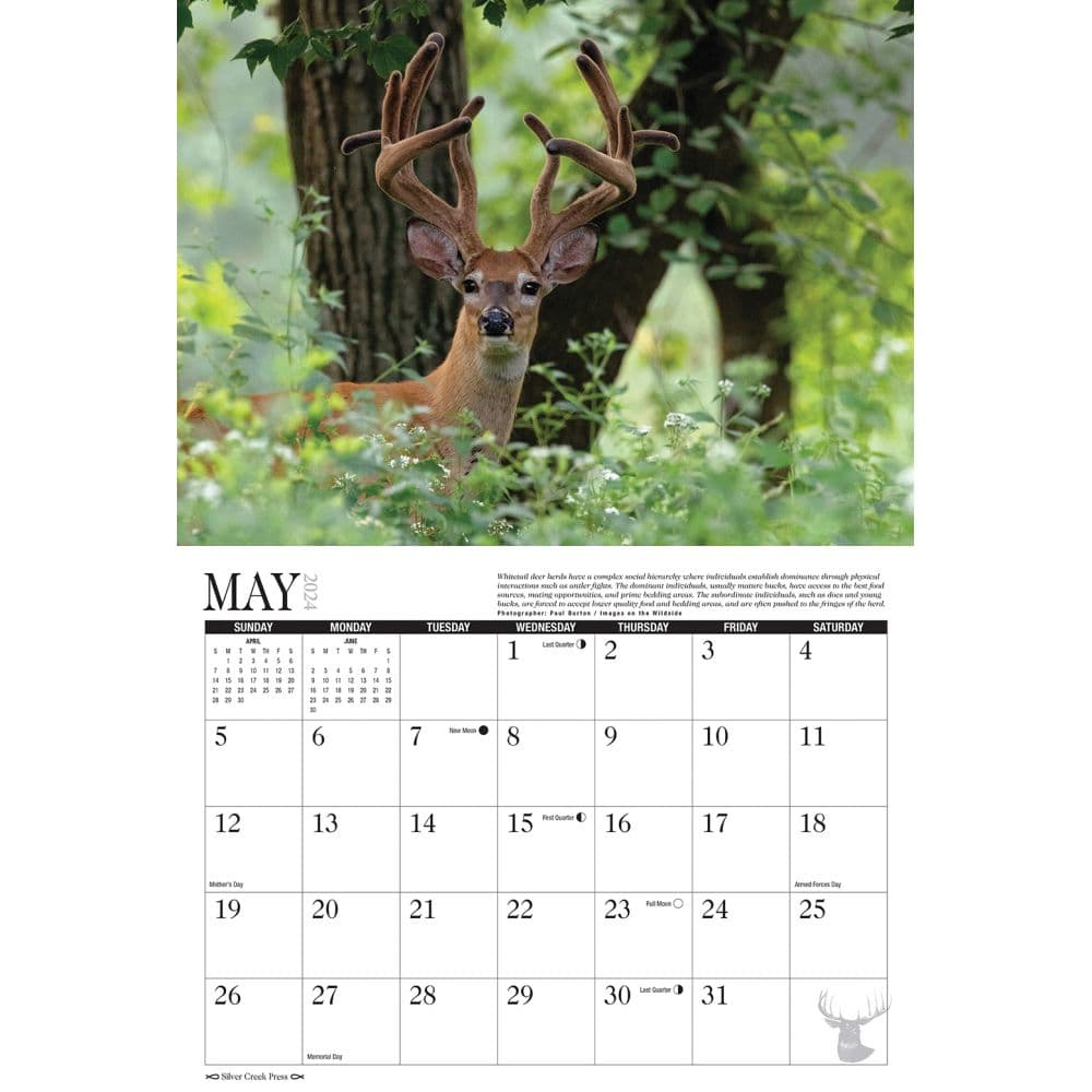 Whitetail Deer 2024 Wall Calendar Calendars Com   6a720e2d 4b36 45bb 9b7d 59b7360829ff