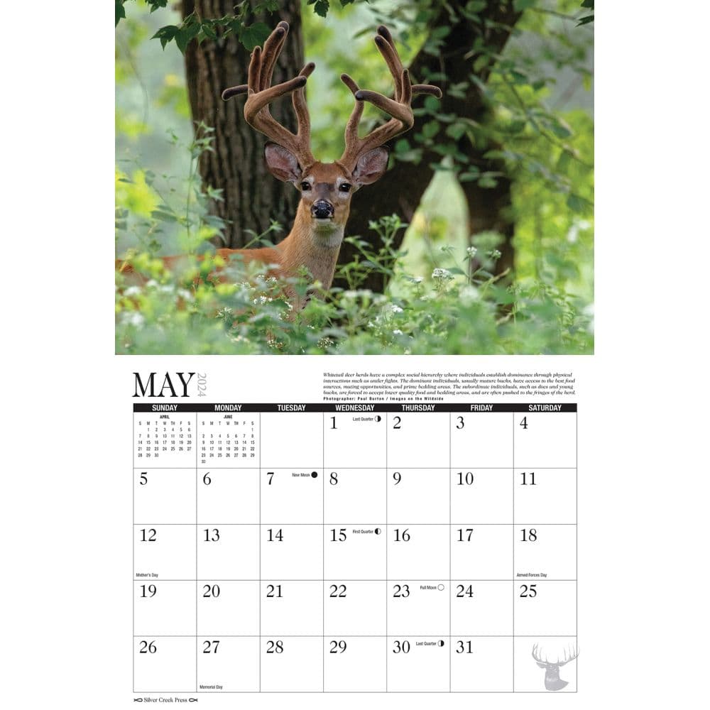Whitetail Deer 2025 Wall Calendar