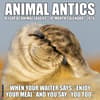 image Animal Antics 2026 Wall Calendar