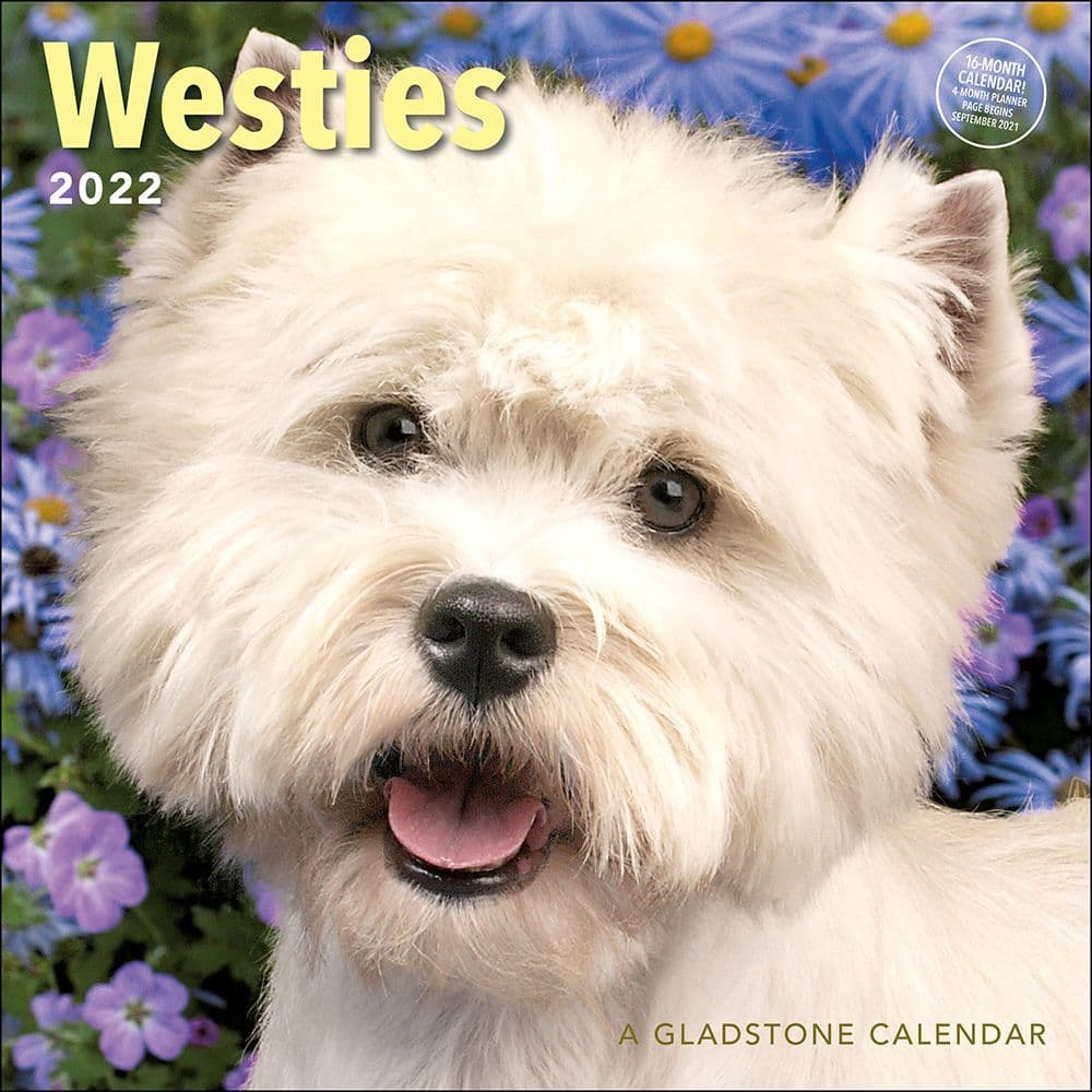 2013  WEST HIGHLAND  TERRIER  3O X 30CM  WALL CALENDAR NEW AND SEALED. 
