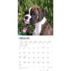 image Boxer Puppies Wall 2024 Desk Calendar Alternate Image 2