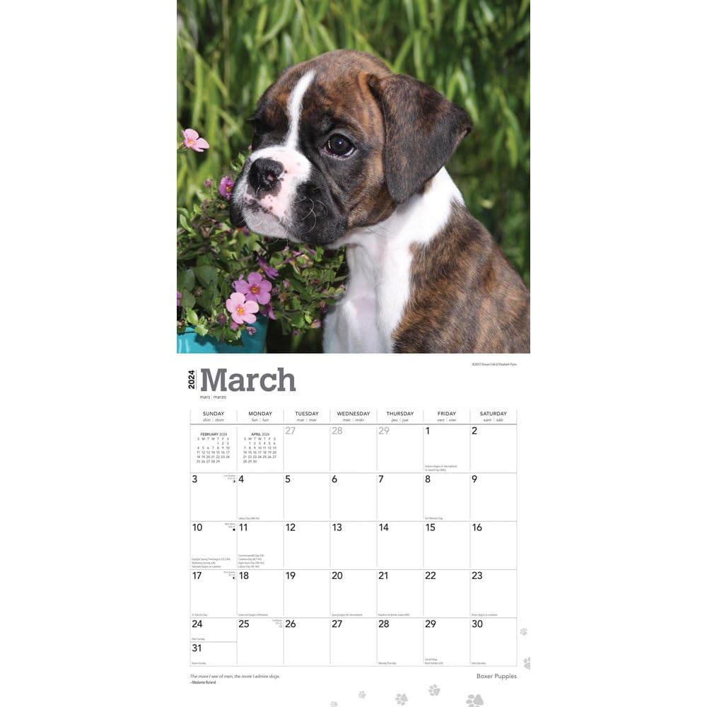 Boxer Puppies Wall 2024 Desk Calendar Alternate Image 2