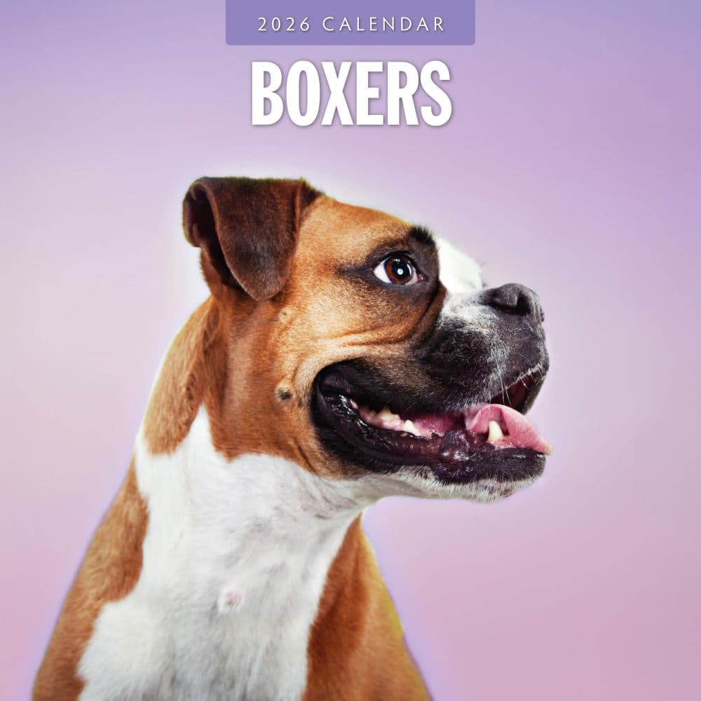 Boxers 2026 Wall Calendar Main Product Image