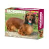 image Just Dachshunds 2025 Desk Calendar Main Product Image