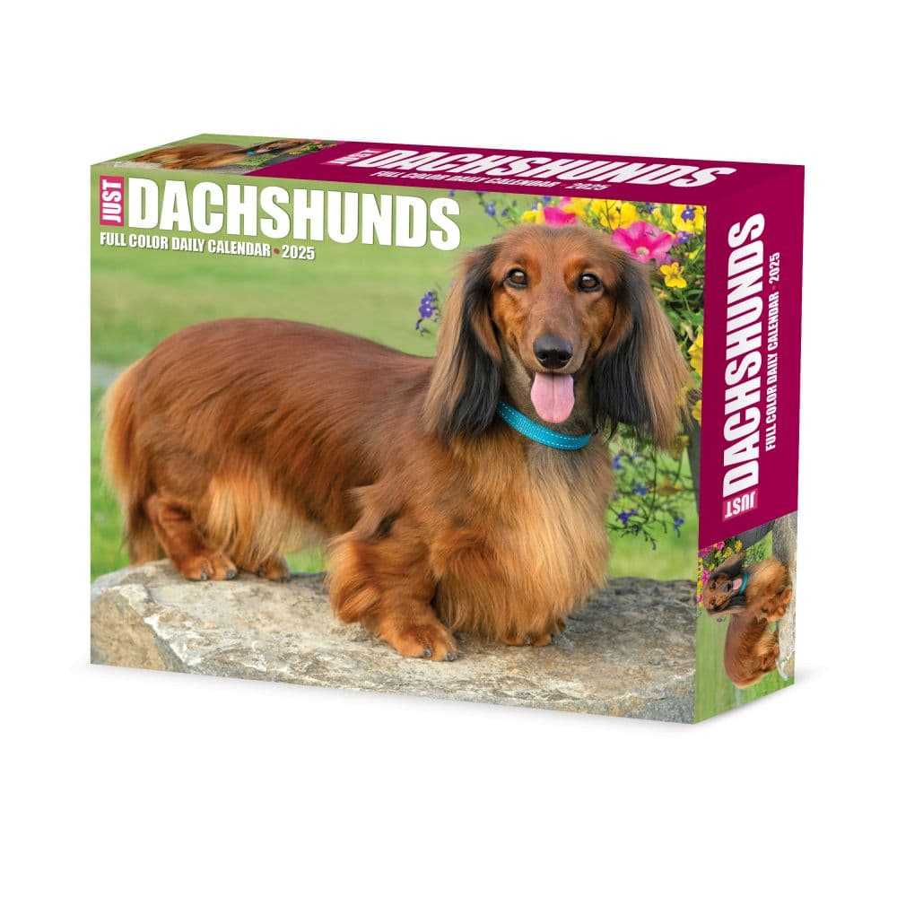 Just Dachshunds 2025 Desk Calendar Main Product Image