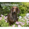 image Dachshunds Deluxe 2024 Wall Calendar Main Product Image width=&quot;1000&quot; height=&quot;1000&quot;
