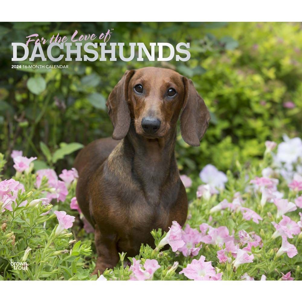 Dachshunds Deluxe 2024 Wall Calendar Main Product Image width=&quot;1000&quot; height=&quot;1000&quot;