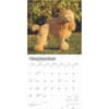 image Toy Miniature Poodles 2025 Wall Calendar