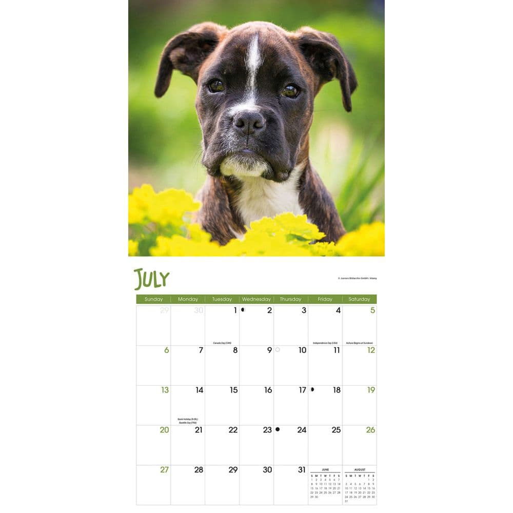 Puppies 2025 Wall Calendar Third Alternate Image width="1000" height="1000"