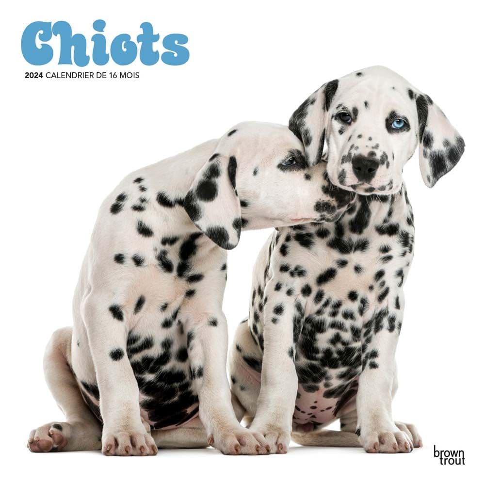 Chiots Puppies 2024 Wall Calendar Calendars Com   6ade1dc9 Ffa5 4a1a 97da Ae0765f7a5b0