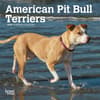 image American Pit Bull Terriers 2024 Mini Wall Calendar Main Product Image width=&quot;1000&quot; height=&quot;1000&quot;