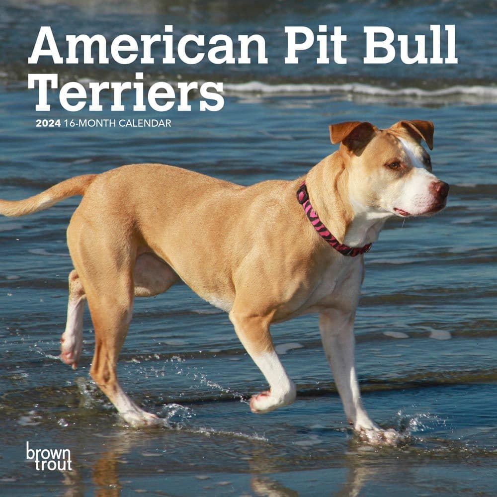 American Pit Bull Terriers 2024 Mini Wall Calendar Main Product Image width=&quot;1000&quot; height=&quot;1000&quot;