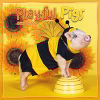 image Pigs At Play 2026 Wall Calendar Main Image