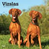 image Vizslas 2025 Wall Calendar Main Product Image width=&quot;1000&quot; height=&quot;1000&quot;