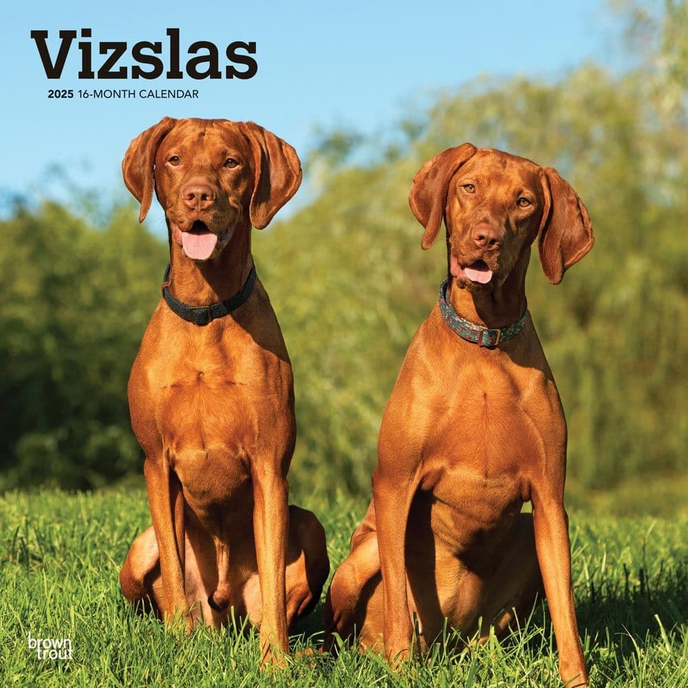 Vizslas 2025 Wall Calendar Main Product Image width=&quot;1000&quot; height=&quot;1000&quot;