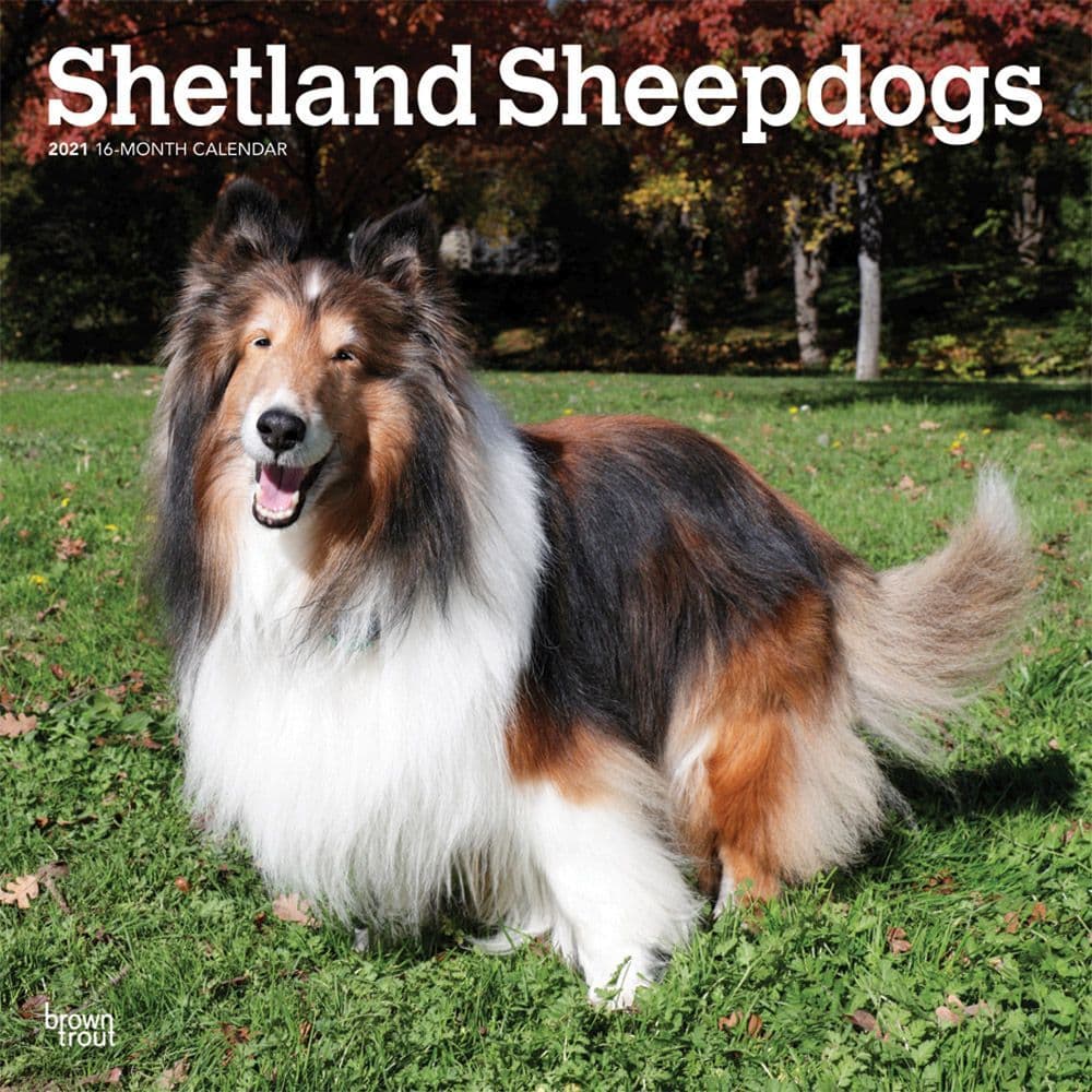 Shetland Sheepdogs Wall Calendar