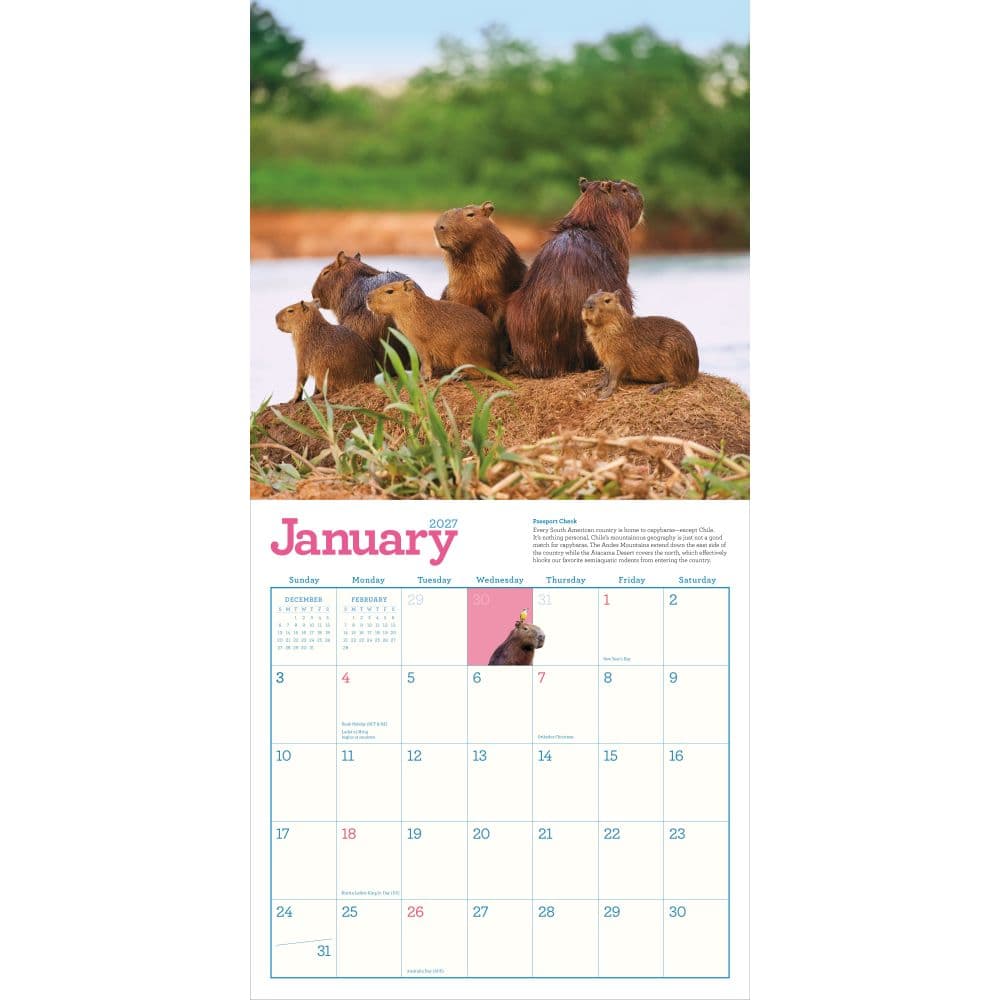 Capybara 2027 Wall Calendar Second Alternate Image