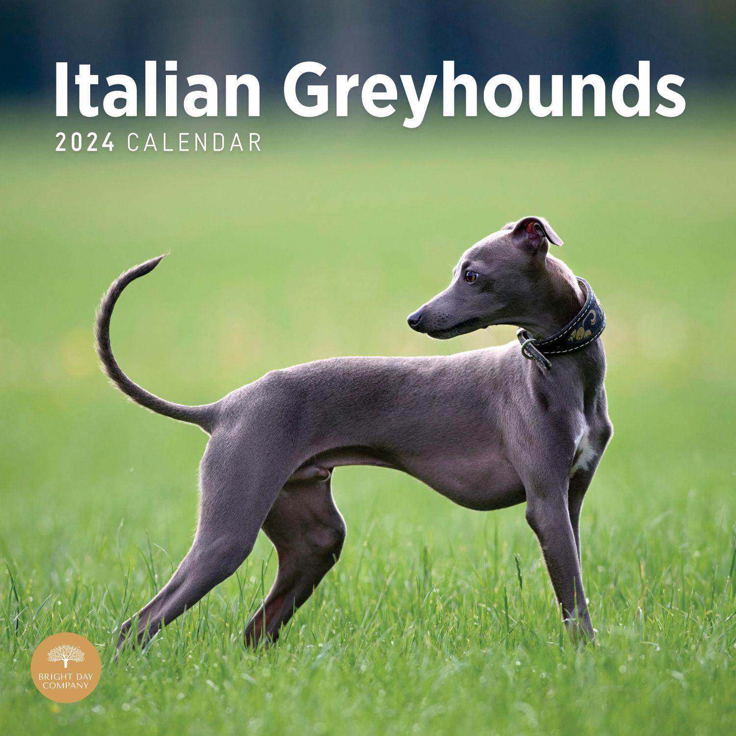 Italian Greyhounds 2024 Wall Calendar