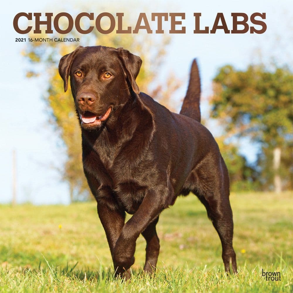 full breed chocolate lab