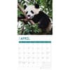 image Bears 2025 Wall Calendar Second Alternate Image width=&quot;1000&quot; height=&quot;1000&quot;