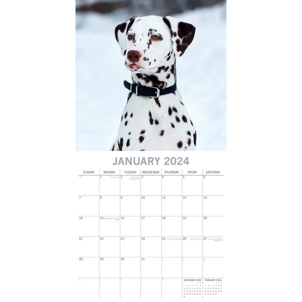 Dalmatians 2024 Wall Calendar