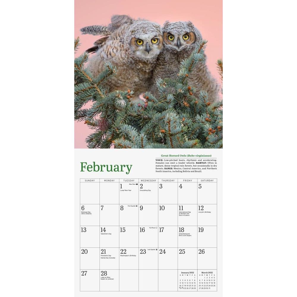 Audubon Little Owls 2022 Mini Wall Calendar - Calendars.com