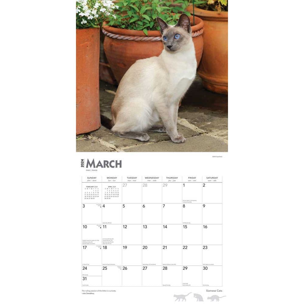 Cats Siamese 2024 Wall Calendar