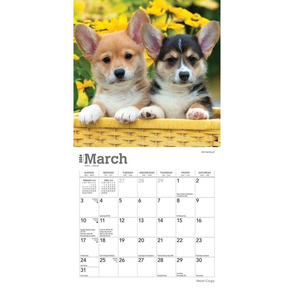 Welsh Corgi 2024 Mini Wall Calendar