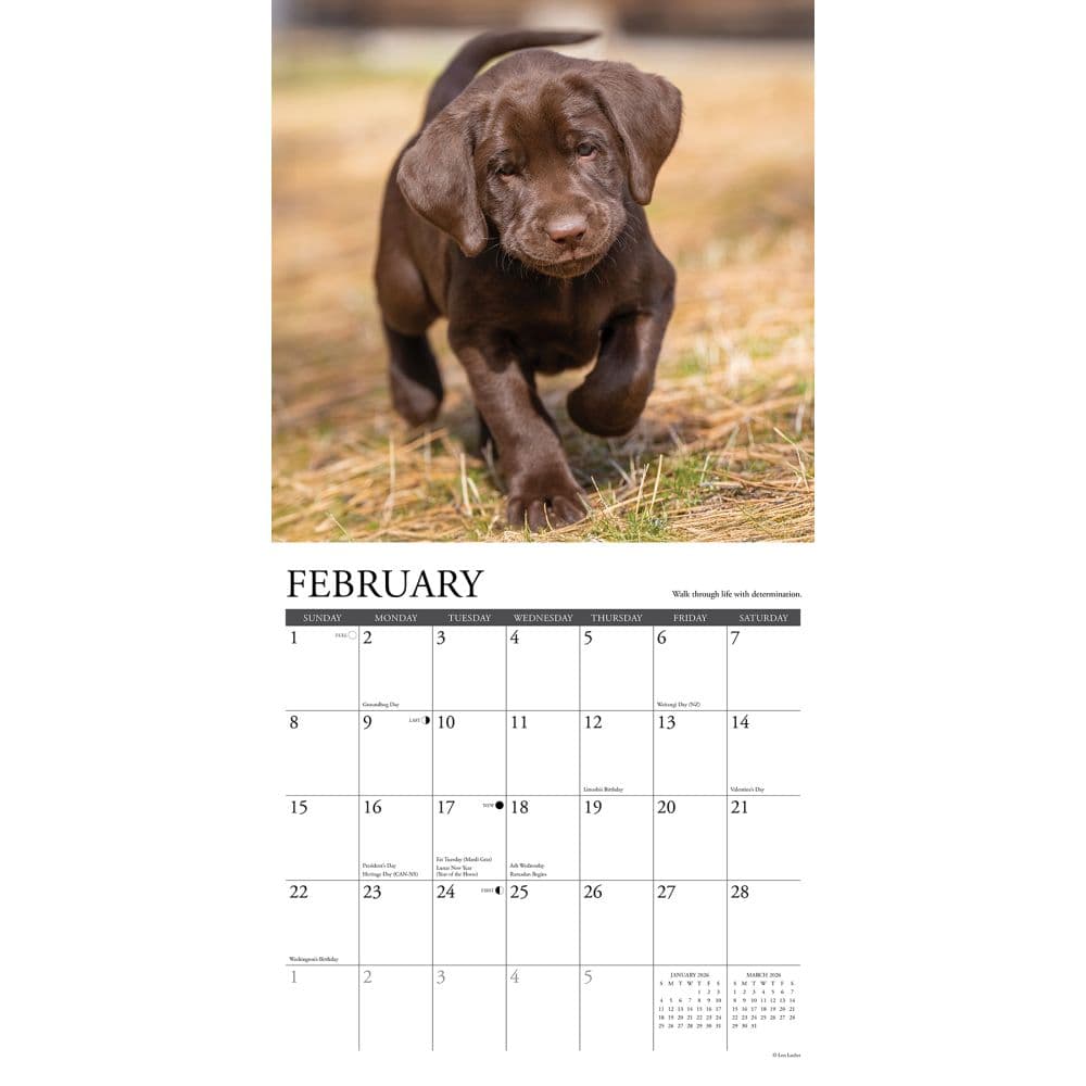 What Labs Teach Us 2026 Wall Calendar Second Alternate Image